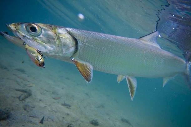 Giant fish invades coastal lake!